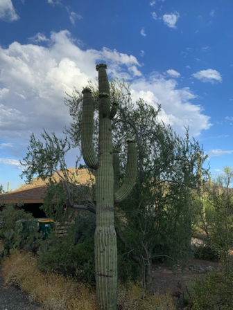 May 15 - Saguaro in bloom, 
next to our driveway.